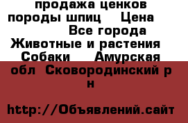 продажа ценков породы шпиц  › Цена ­ 35 000 - Все города Животные и растения » Собаки   . Амурская обл.,Сковородинский р-н